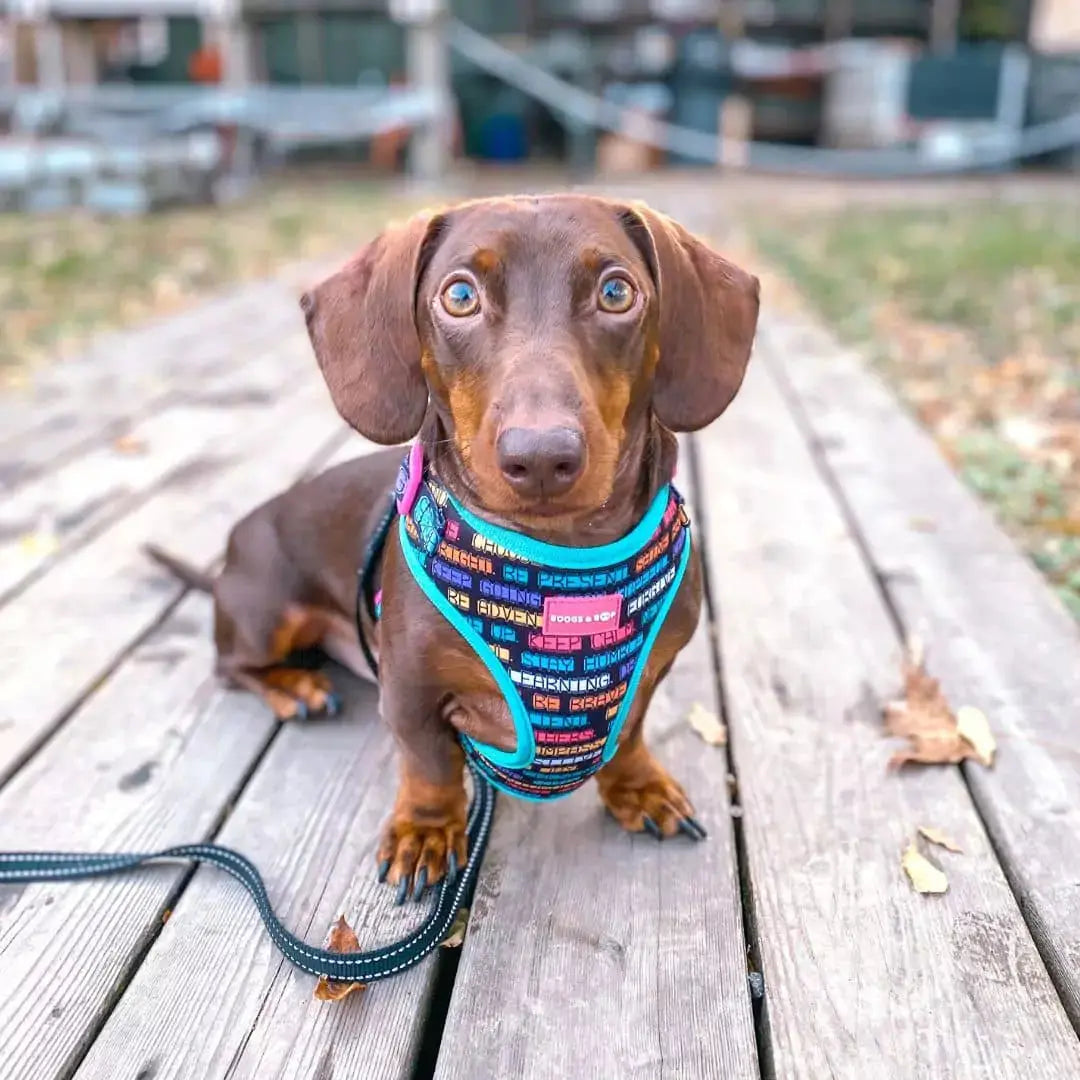 Adjustable Positive Affirmations Dog Harness