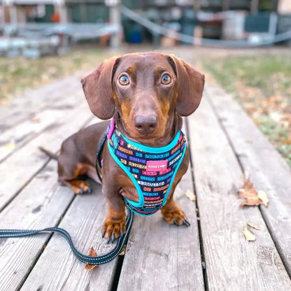 Adjustable Positive Affirmations Dog Harness