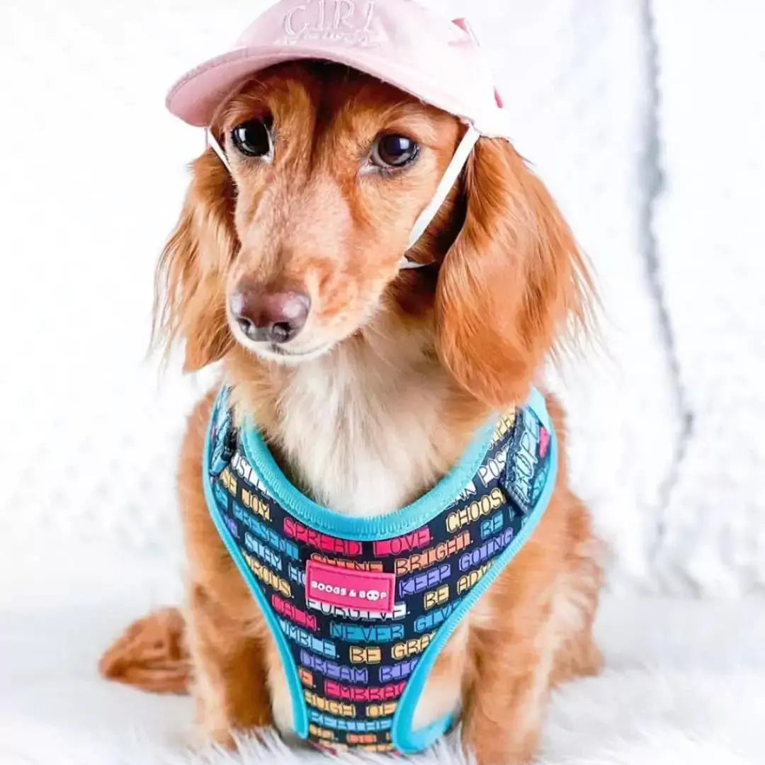 Adjustable Positive Affirmations Dog Harness