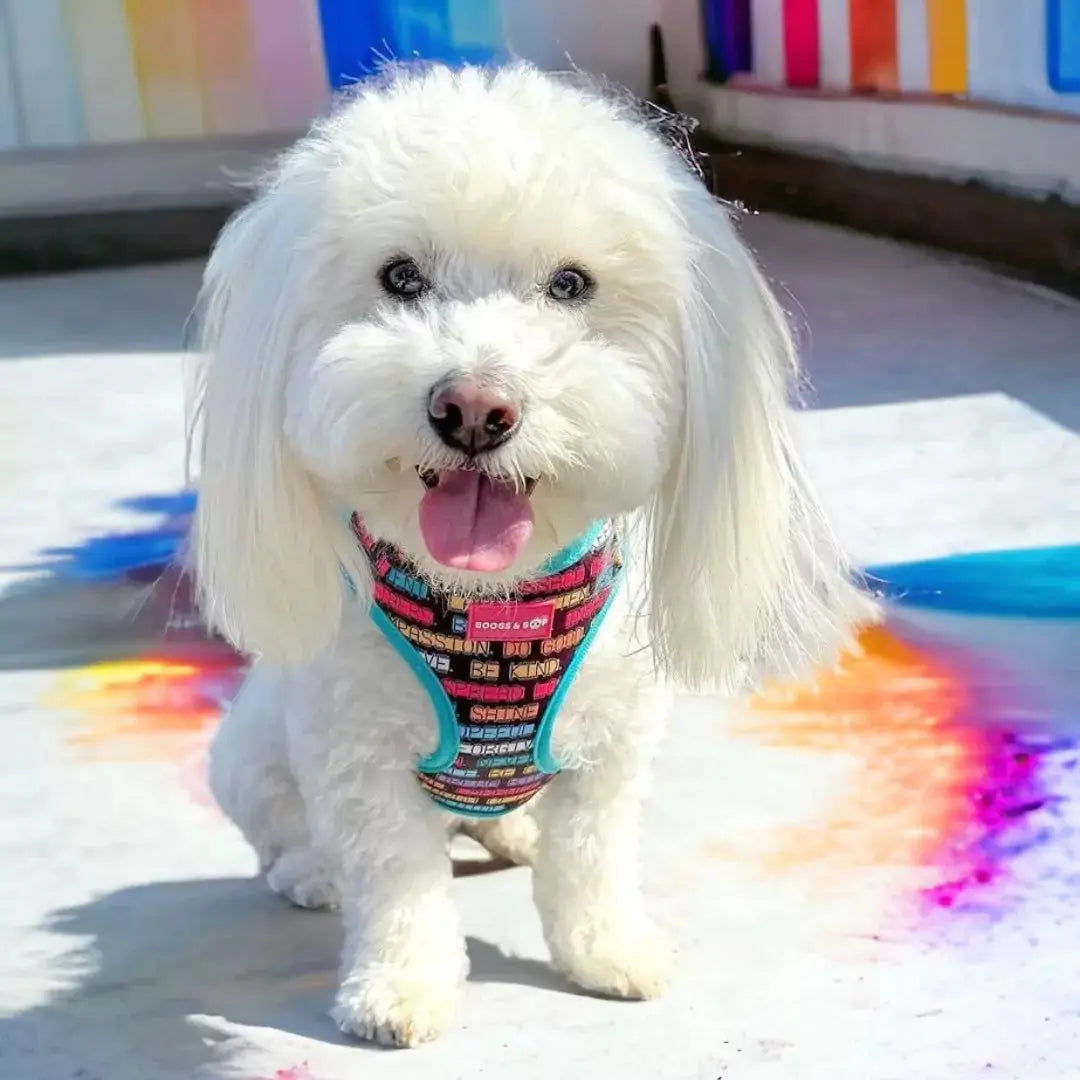 Adjustable Positive Affirmations Dog Harness